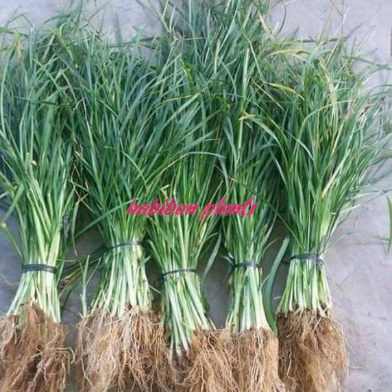 

rumput paragis rumput blulang 500g