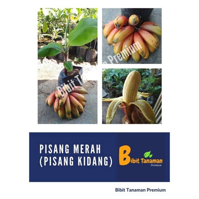 BIBIT PISANG MERAH/PISANG KIDANG MERAH (BIBIT TANAMAN PREMIUM)