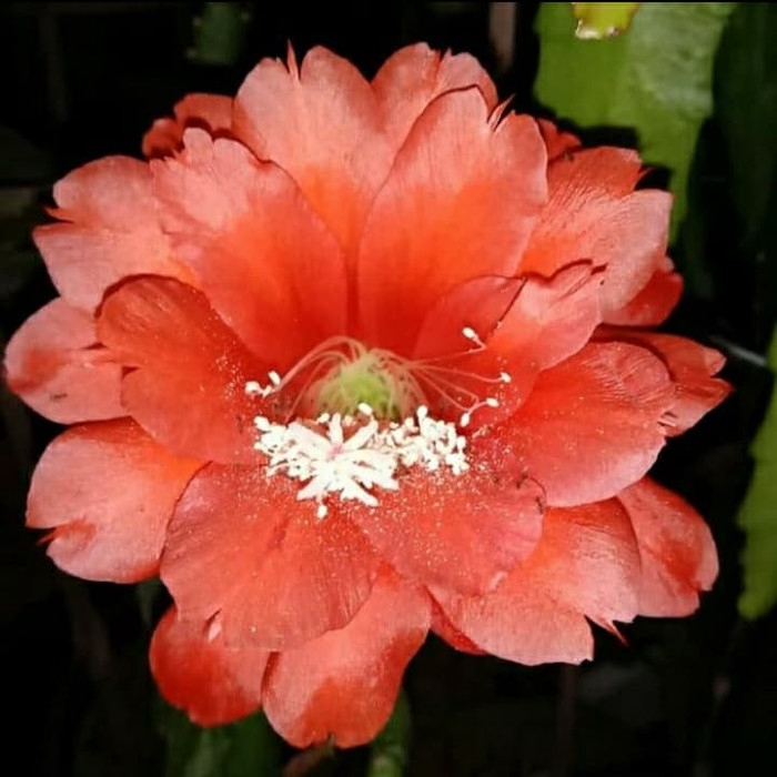 

NEW!! bibit bunga wijaya kusuma disocactus