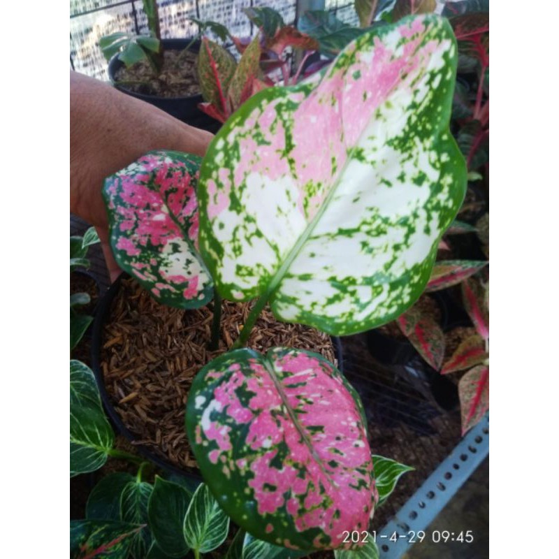 2 PAKET TANAMAN HIAS AGLONEMA TRI COLOR