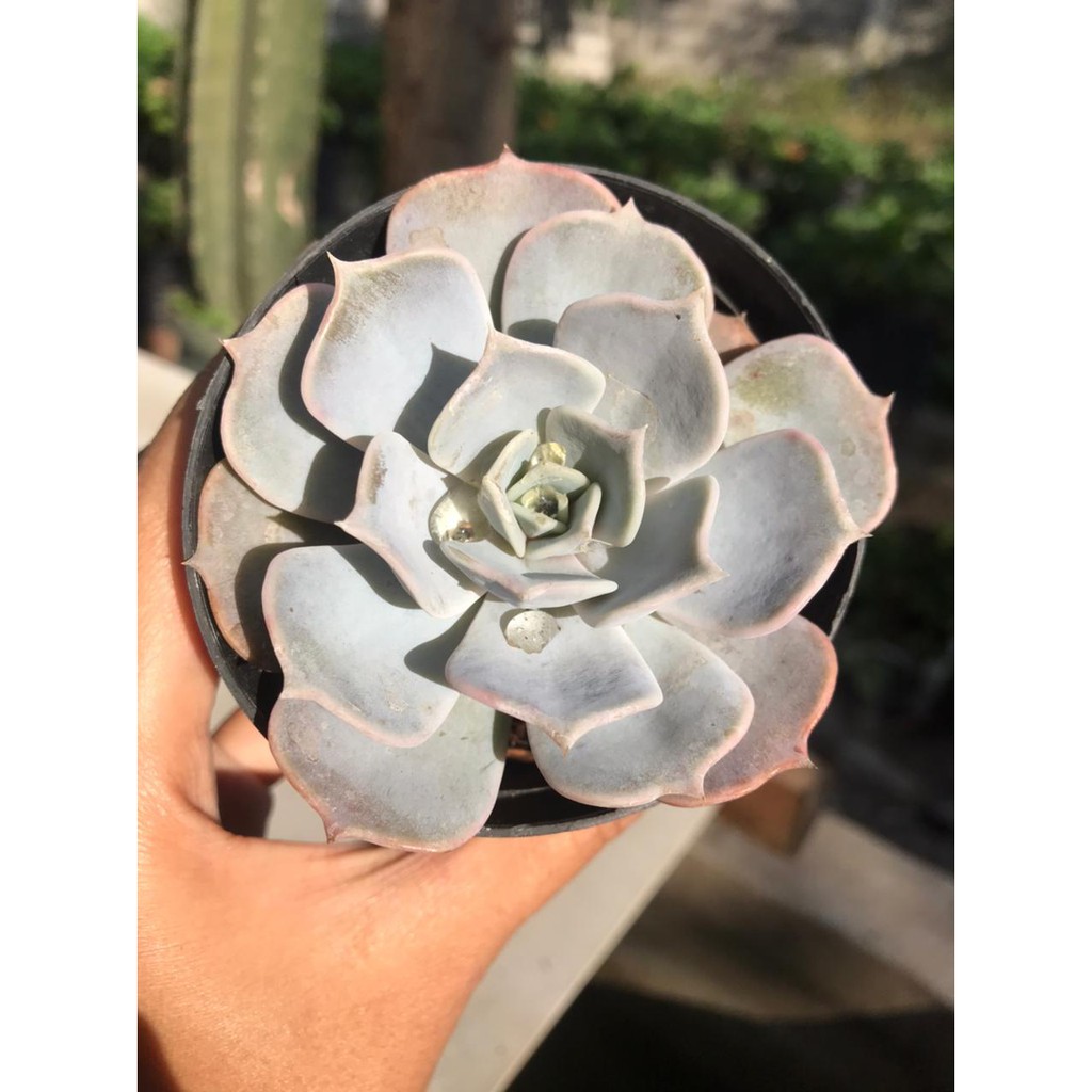 Tanaman Hias Hidup Kaktus Sukulen Echeveria 'Fleur Blanc'