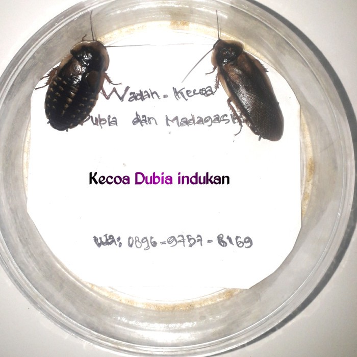 paket hemat kecoa dubia indukan