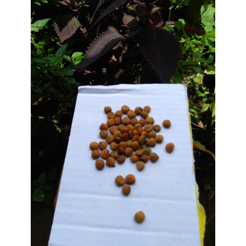 BIBIT BENGKOANG / BENIH BENGKOANG / BENGKOANG KUALITAS SUPER / SUPER MURAH