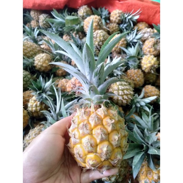 

Nanas Kelud ukuran E