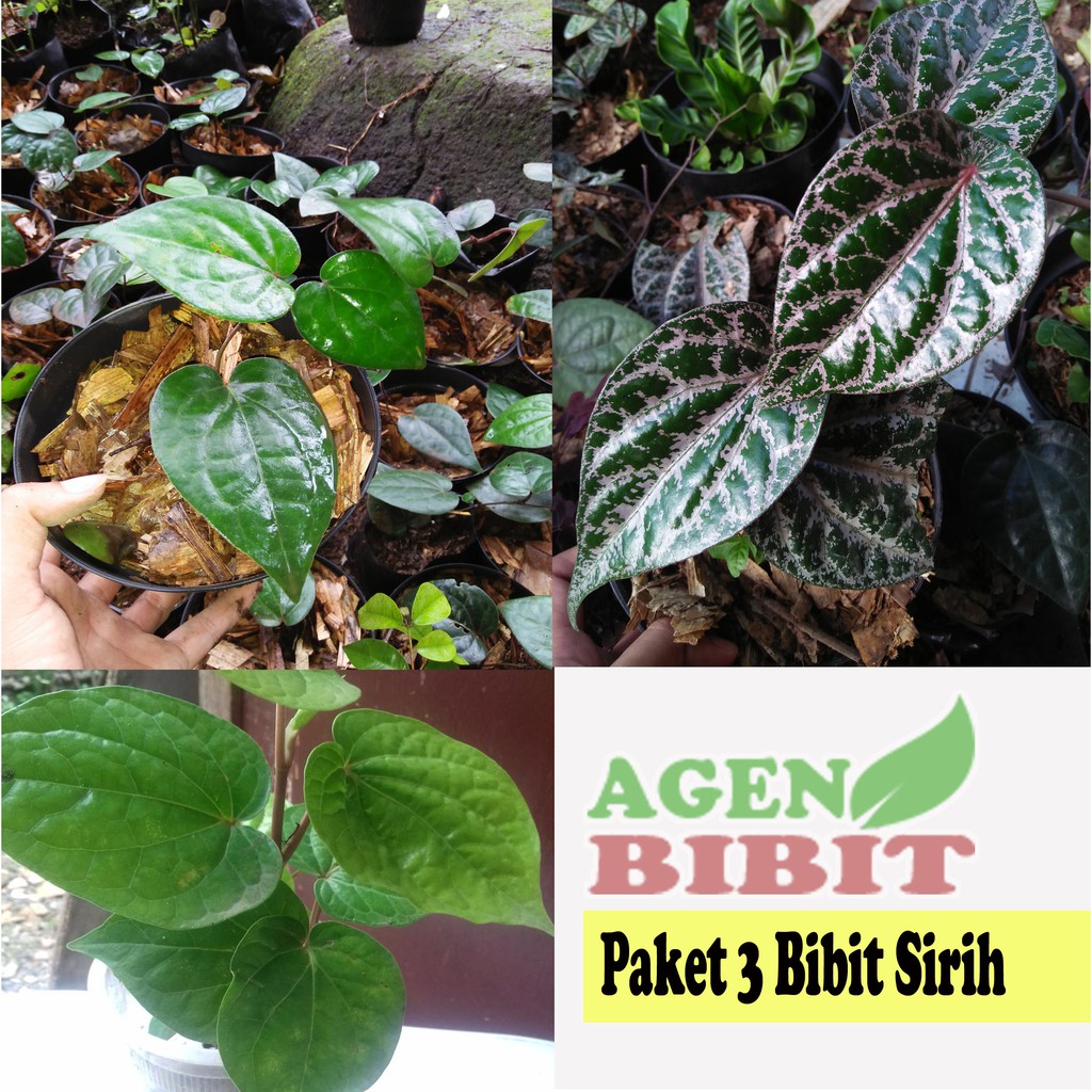 Paket 3 Bibit Tanaman Daun Sirih Merah Hijau Hitam Pohon Obat Herbal