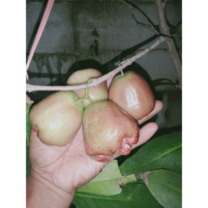 bibit cangkok jumbo  jambu air kaget golden