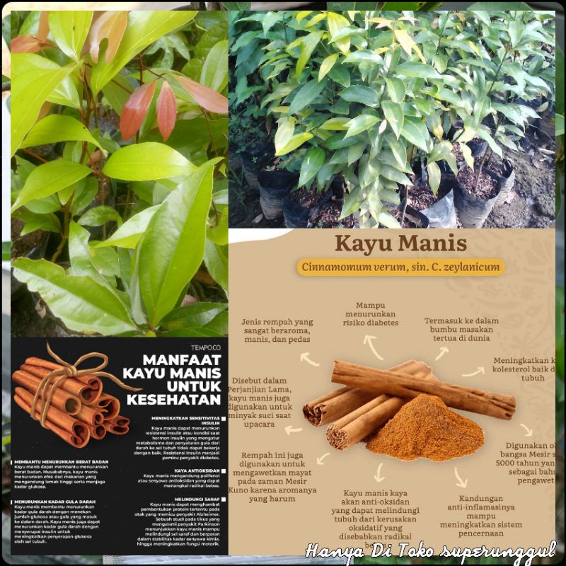 Bibit Tanaman Herbal Kayu Manis Terlaris