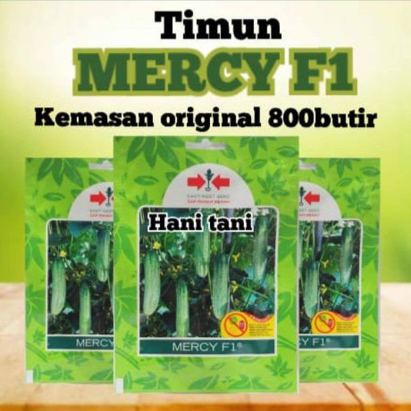 BENIH BIBIT PERTANIAN SAYURAN TIMUN HIDROPONIK