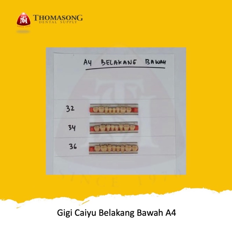 Gigi Palsu Caiyu Belakang Bawah A4