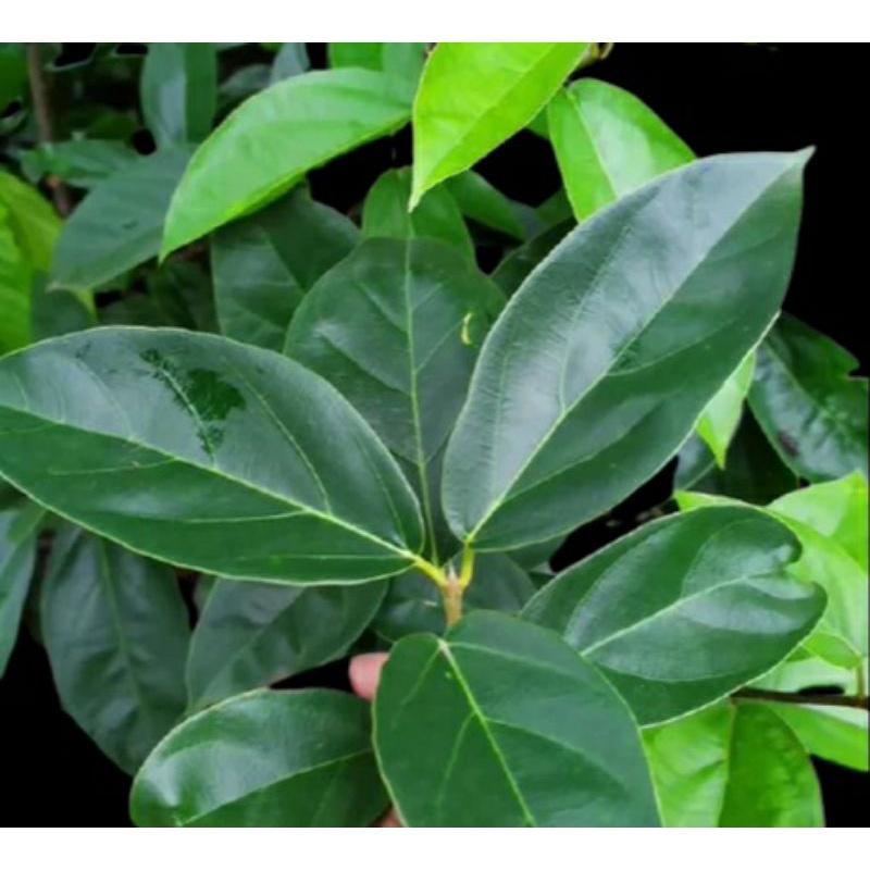 

Daun caon cincau perdu 1 kg 12.999