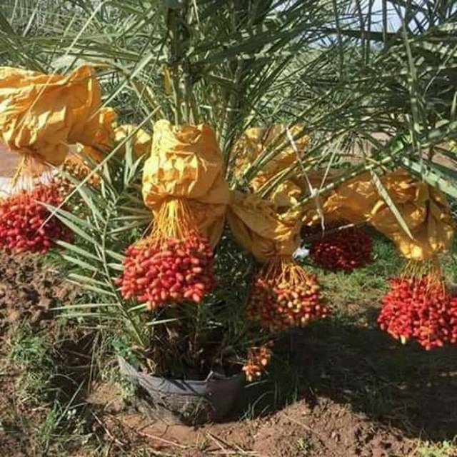 Bibit kurma h1 Bibit Unggul Okulasi