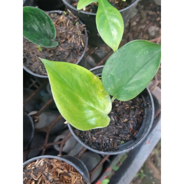 scindapsus trubie moonlight varigata