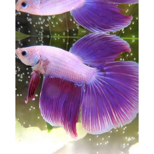 ikan cupang halfmoon size XL