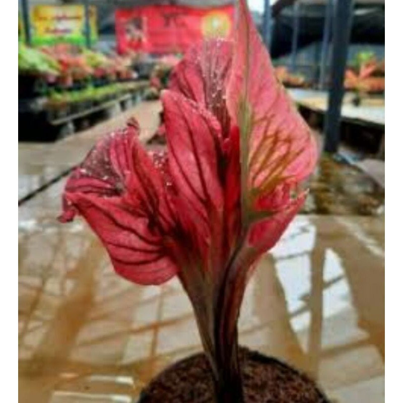 umbi caladium red kujang keladi hias