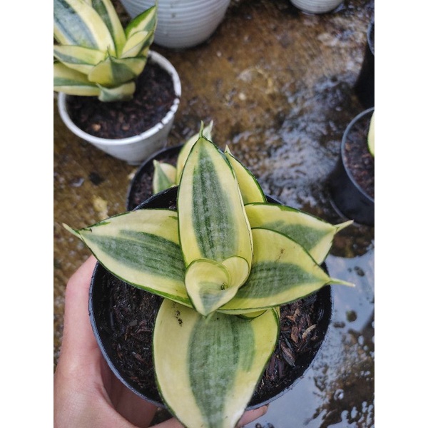 SANSEVIERIA GOLD HONEY / GOLDEN HAHNI GRATIS POT