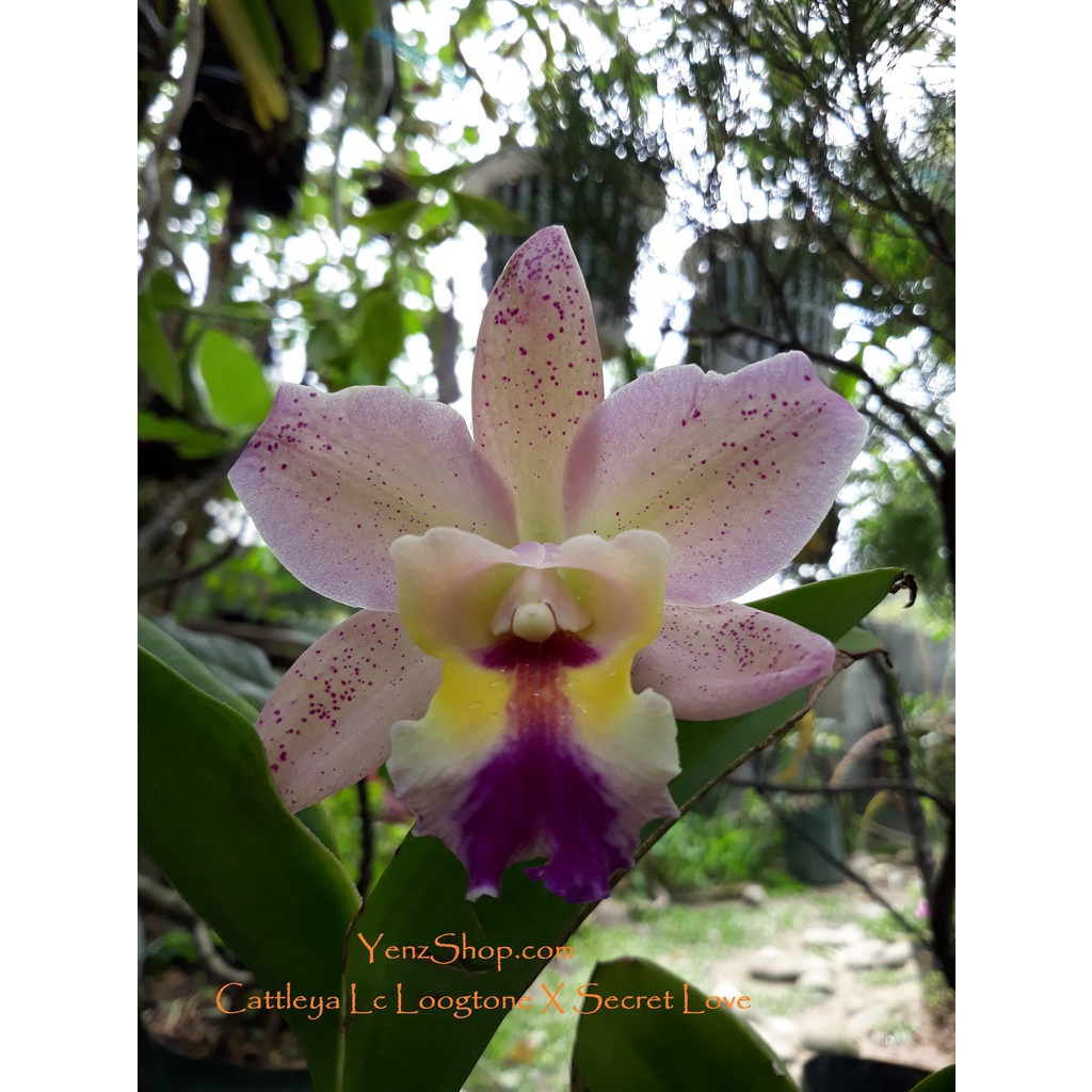 Cattleya Lc Loogtone X Secret Love