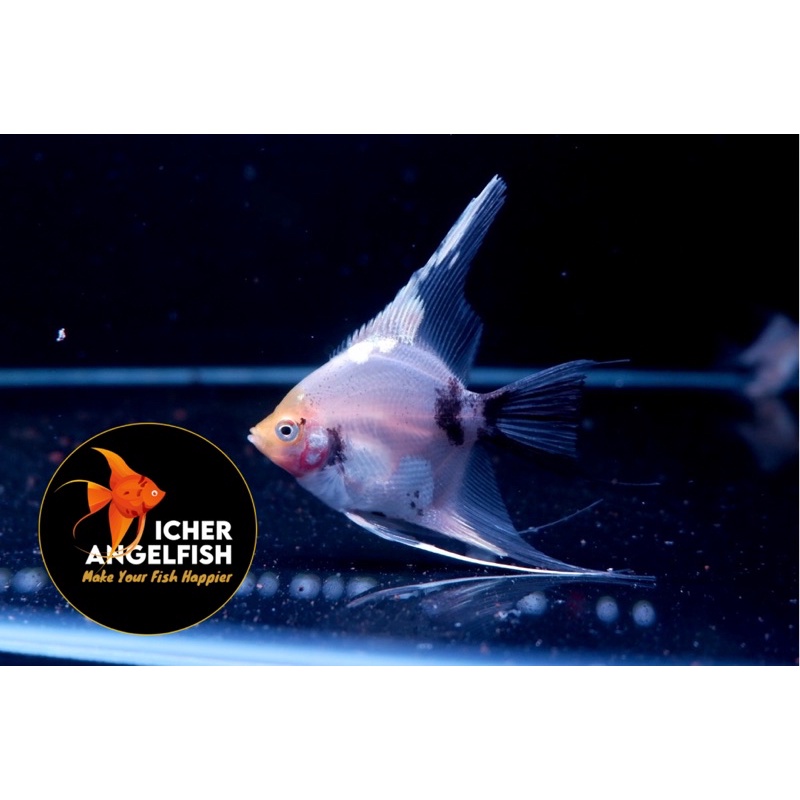 IKAN MANFISH RED DEVIL GRADE B size 3-4 cm (body only)