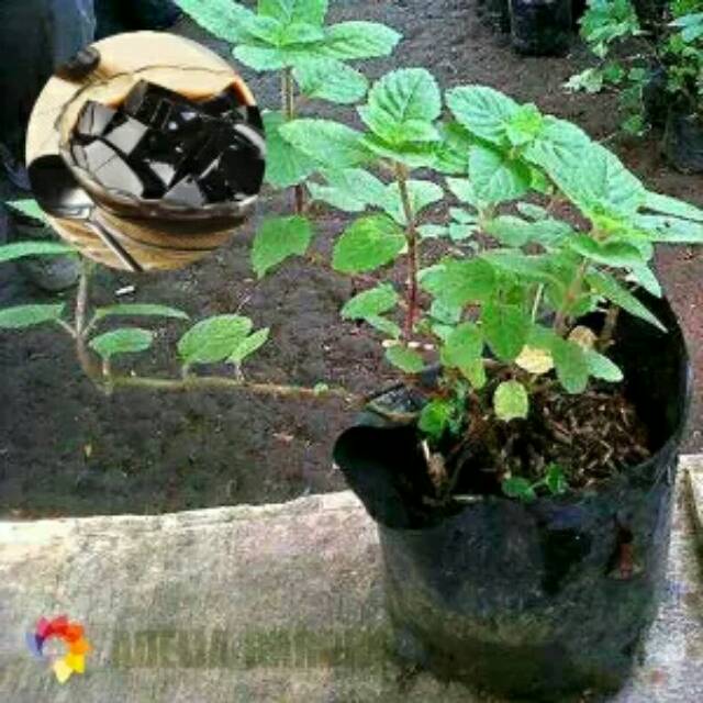 Tanaman cincau hitam janggelan