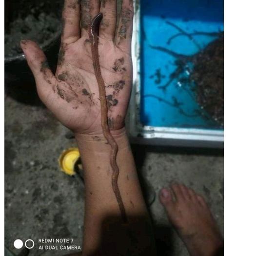 3.15 Sell CACING NAGA CACING LAUT CACING UMPAN KILANG KILUNG KUALITAS SUPER