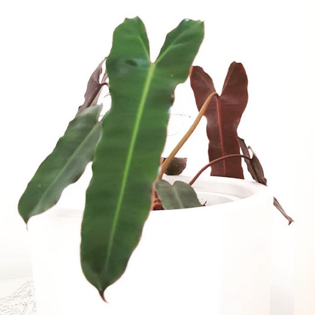 Tanaman hias Philodendron Atabapoense