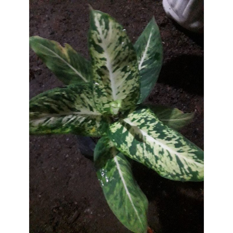 TANAMAN HIAS AGLONEMA DIVEN CANDI