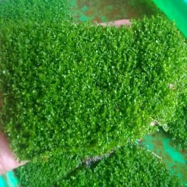 Tanaman Aquascape Karpet Shet Shopee Indonesia