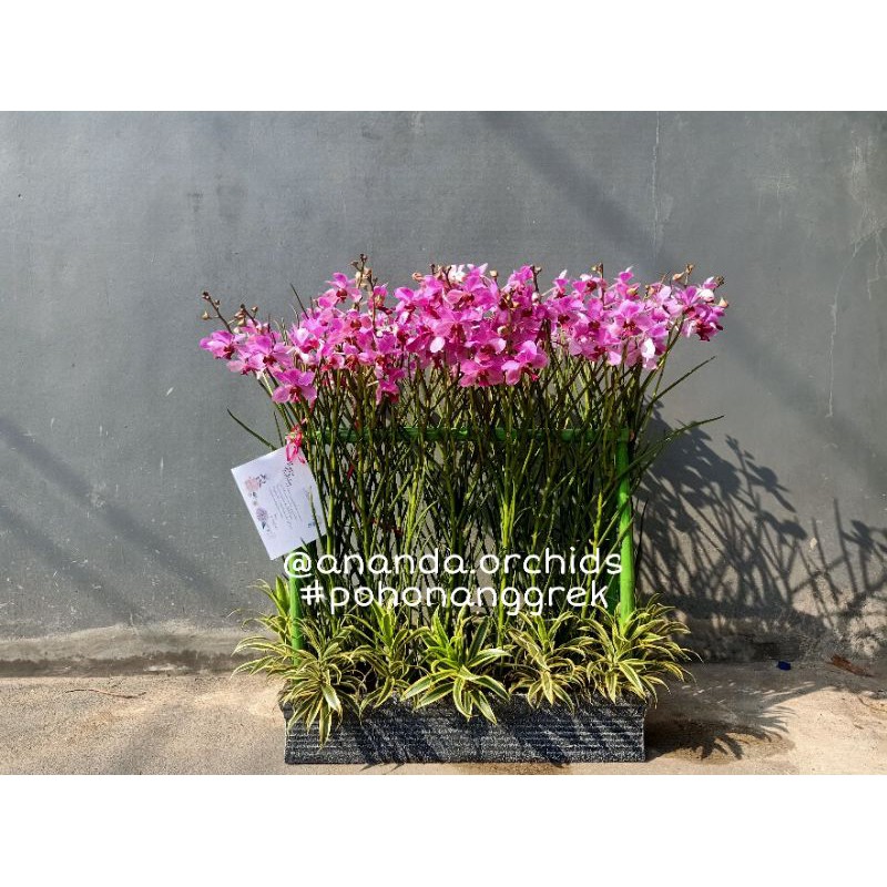 (Paket isi 10) Vanda douglas spike/knop anggrek tanah