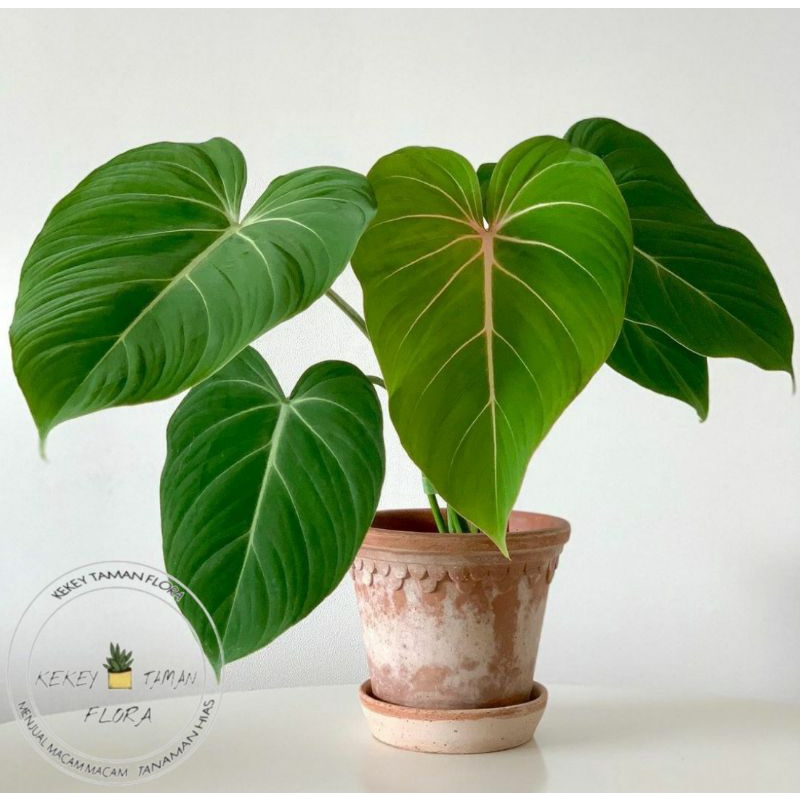 Tanaman Hias Philodendron Gloriosum - Philodendron Gloriosum