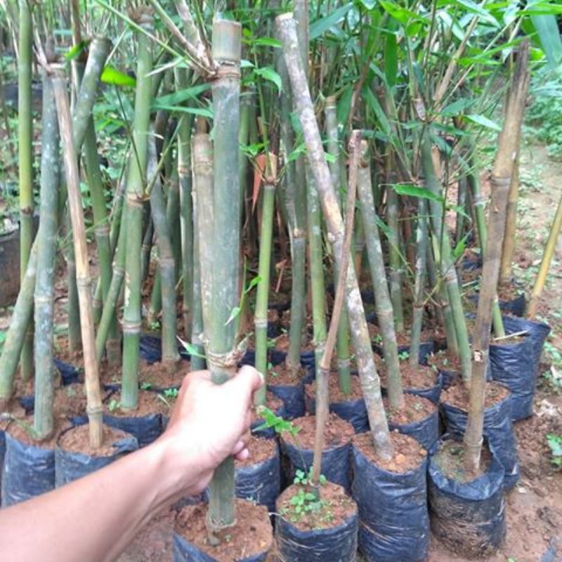 ASLI 100% BIBIT POHON BAMBU PETUNG/ BAMBU BESAR (JUMBO)
