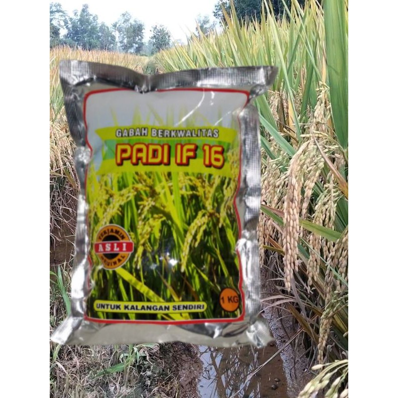 Benih padi IF 16 | bibit padi unggul | bibit unggul berkwalitas