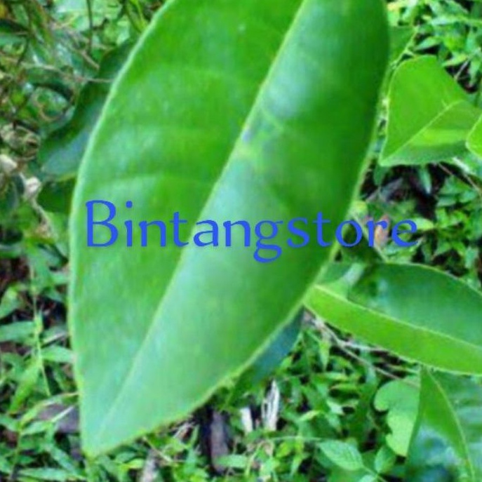 Daun jeruk bali sgar 250 gram