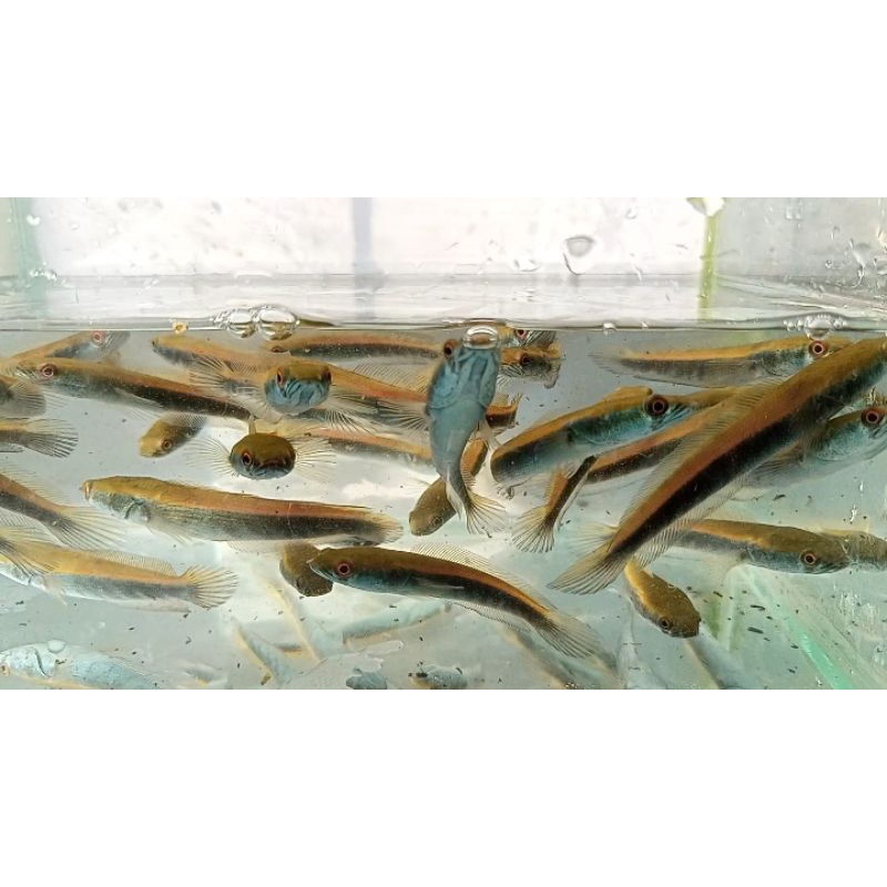 Green Marulius Seruyan