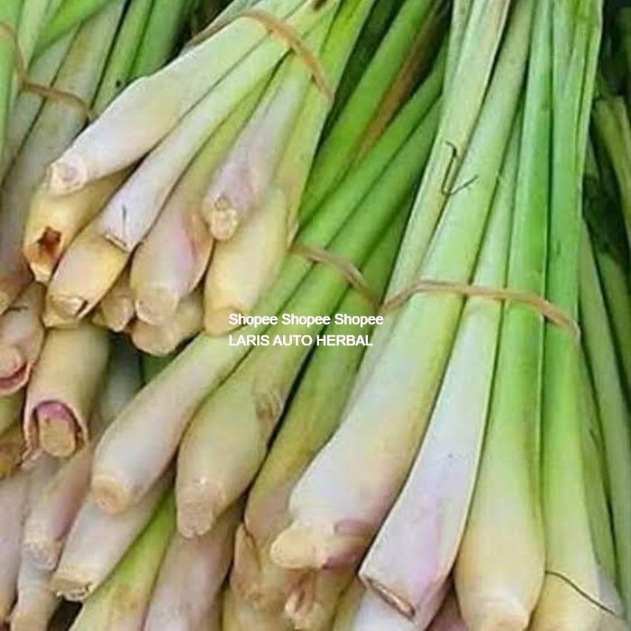 

Sereh atau Serai Segar 1 kg untuk bumbu penyedap masakan