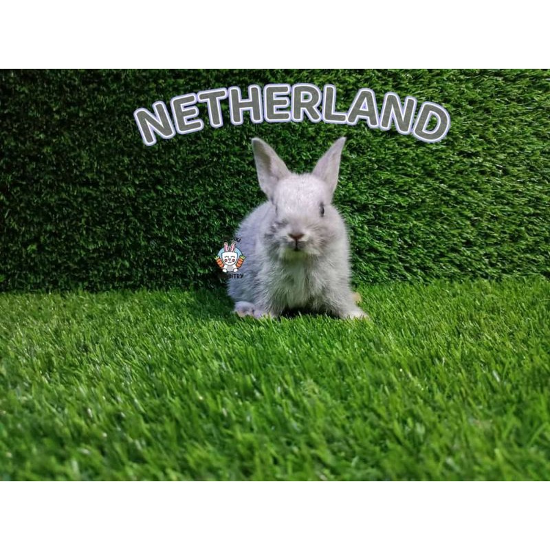 kelinci hias murah surabaya netherland dwarf-kelinci hias anakan ND good quality FREE PELET