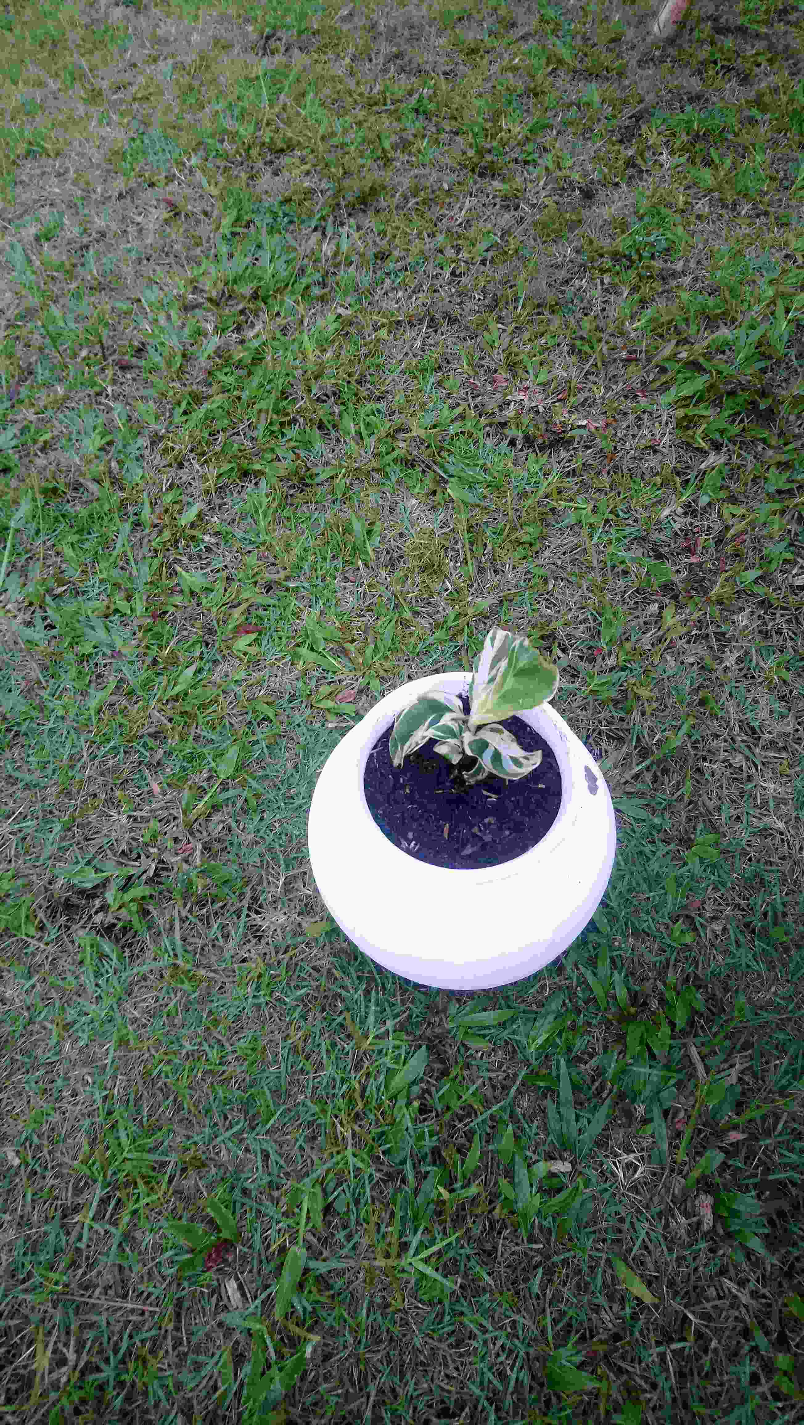 Tanaman Hias Calathea Tissue Tisu