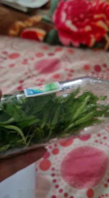 Anggrek Dendrobium Botol Hybrid Siap Aklimatisasi