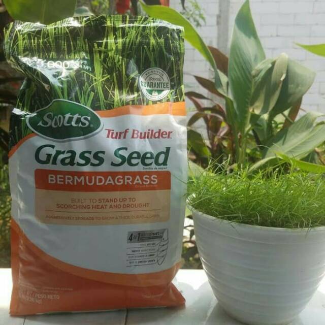 Benih Biji Rumput Bermuda Grass Seed