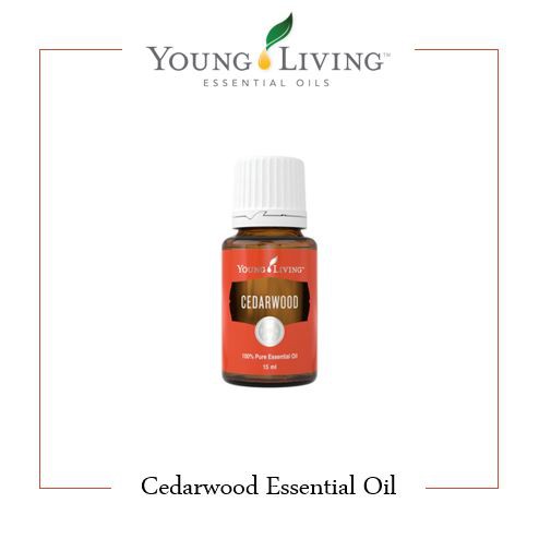 Young Living Cedarwood Essential Oil / Cedar Wood Essential OIls