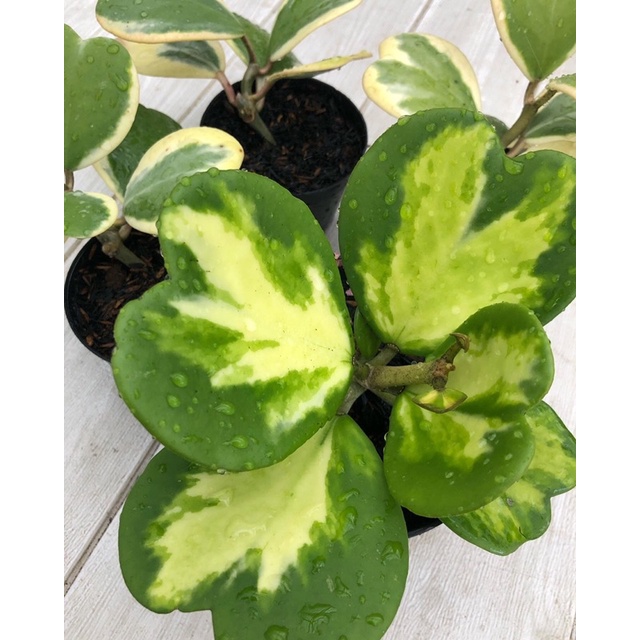 hoya kerii variegata cluster