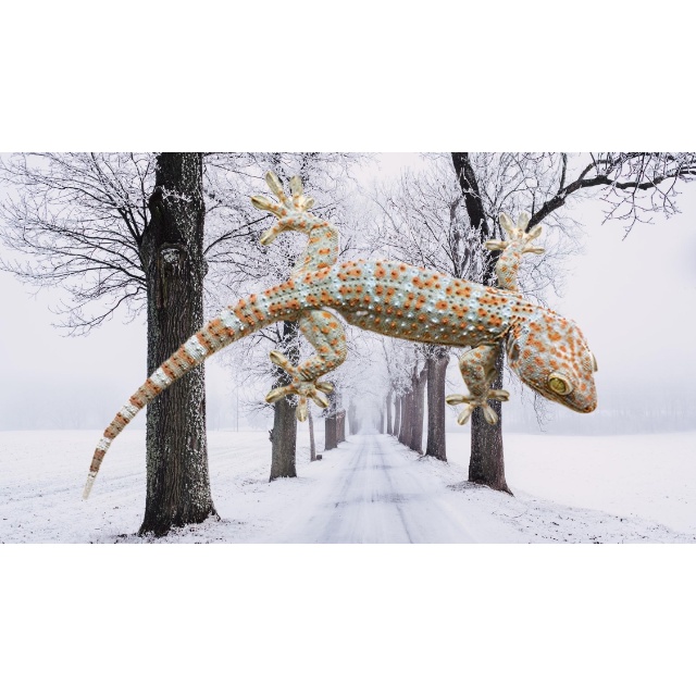 Daging tokek hidup 25cm