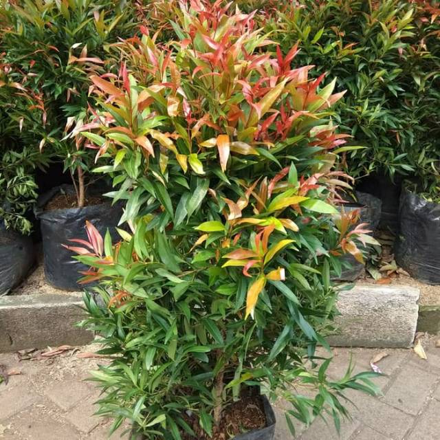 Tanaman hias pucuk merah - pohon pucuk merah 50cm