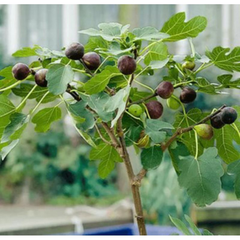 POHON BUAH TIN TERBAIK BERKUALITAS DAN BERBUAH, MANIS DAN SEGAR TANAMAN BERBUAH MURAH