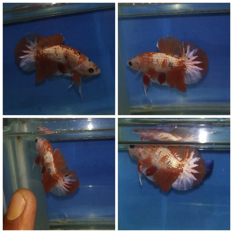 IKAN CUPANG NEMO COPPER GOLD