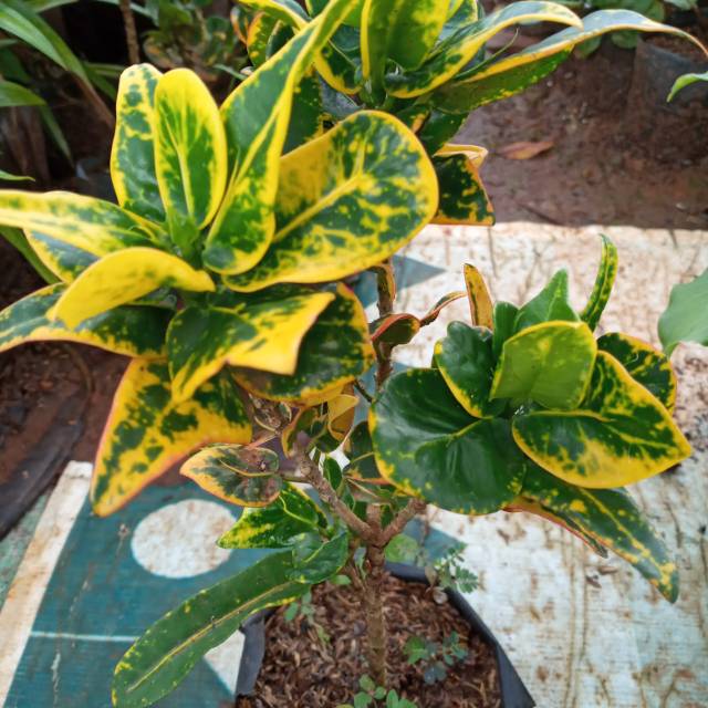 POHON PURING JENGKOL-tanaman puring jengkol