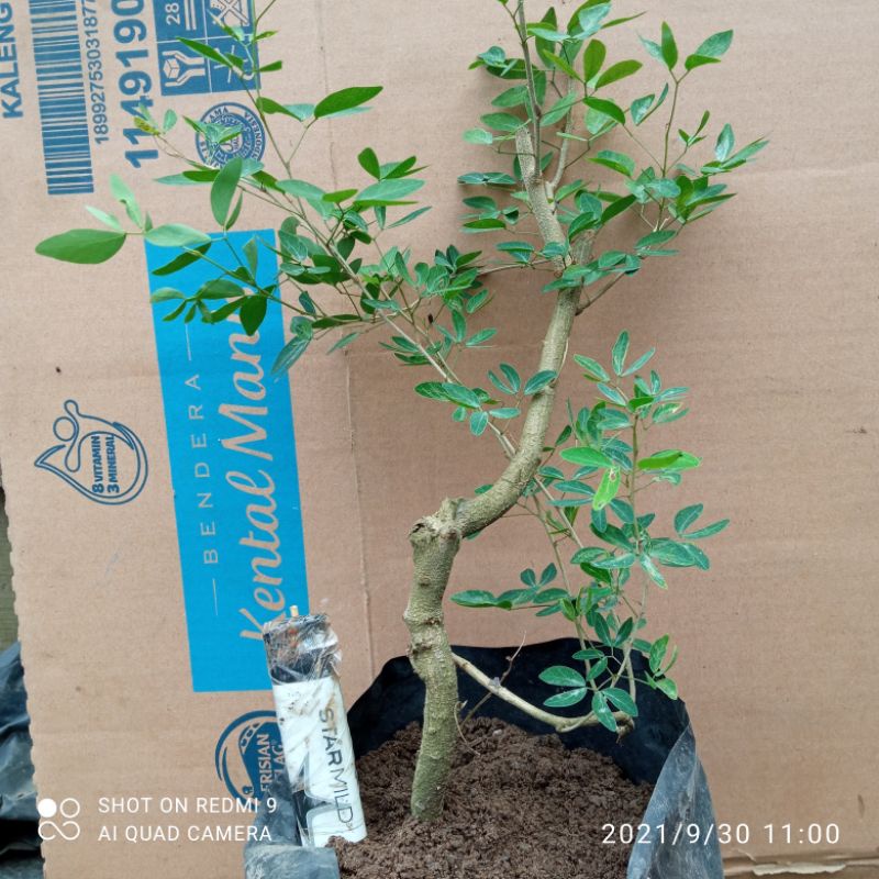 bahan bonsai asem londo belanda