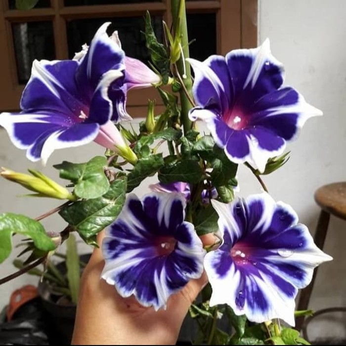 Tanaman Hias Rambat - Morning Glory Kikyo Snowflakes - Ipomea