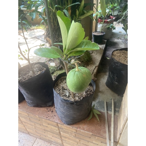 Tanaman buah jeruk bali - jeruk bali sudah berbuah