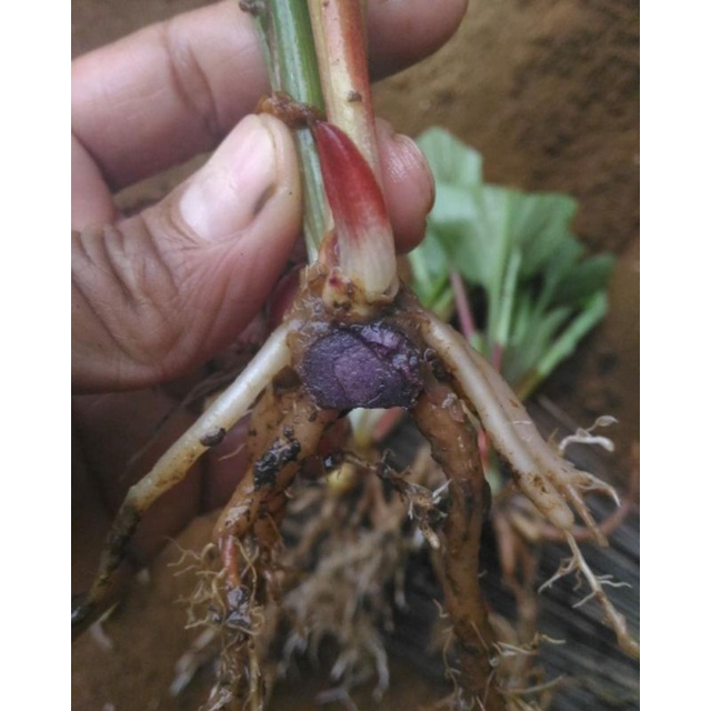 Bibit Kunyit Hitam Original