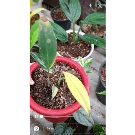 tanaman coreasius, culculata varigata dan tortum