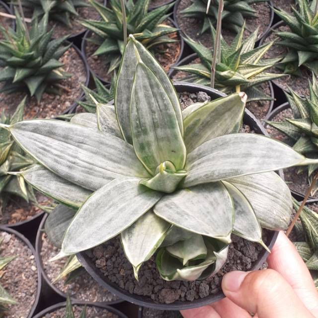 Sansevieria silver pot 10cm